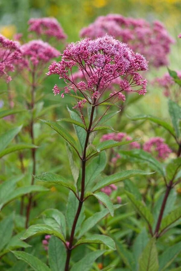 Sadec ´ATROPURPUREUM´