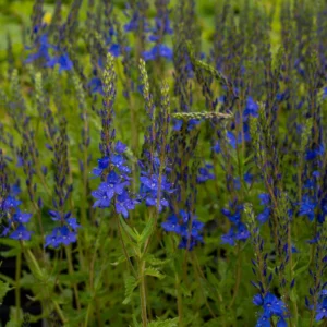 03-veronica-teucrium-azurit-144372_origin_img