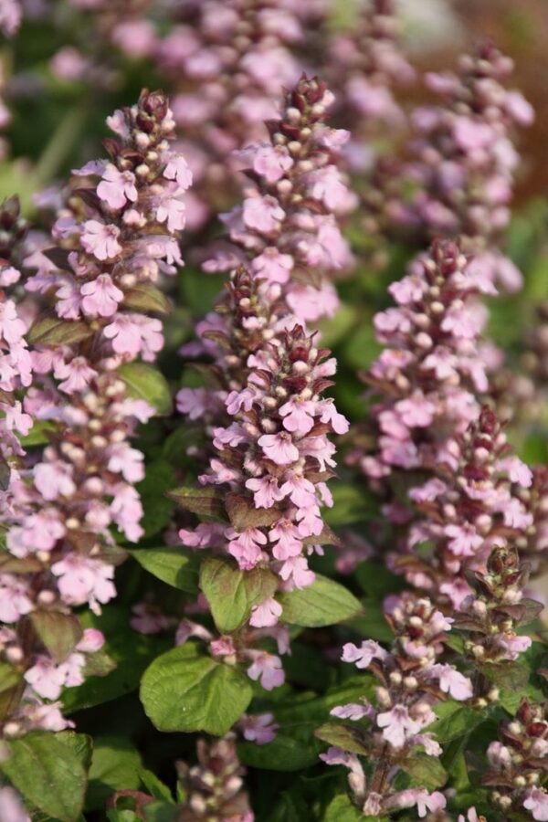 Zběhovec plazivý ´ROSEA´