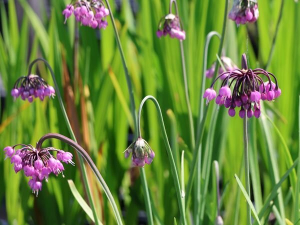 česnek převislý ´HIDCOTE´