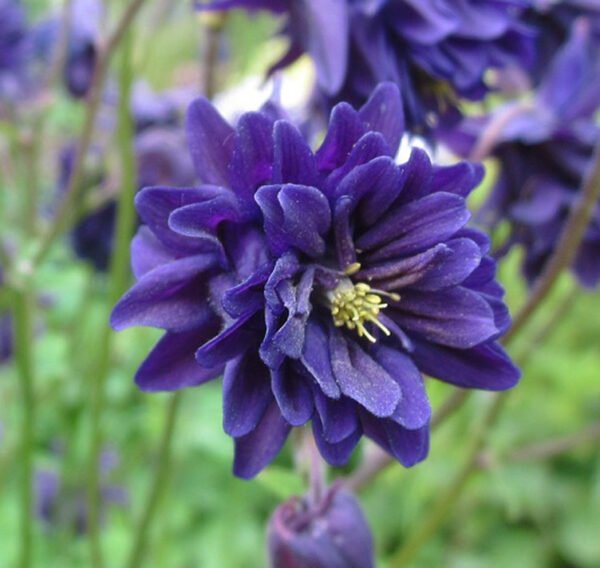 Orlíček obecný ´BLUE BARLOW´