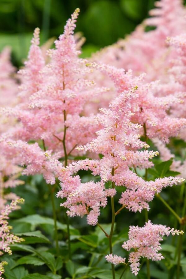 Čechrava japonská ´PEACH BLOSSOM´