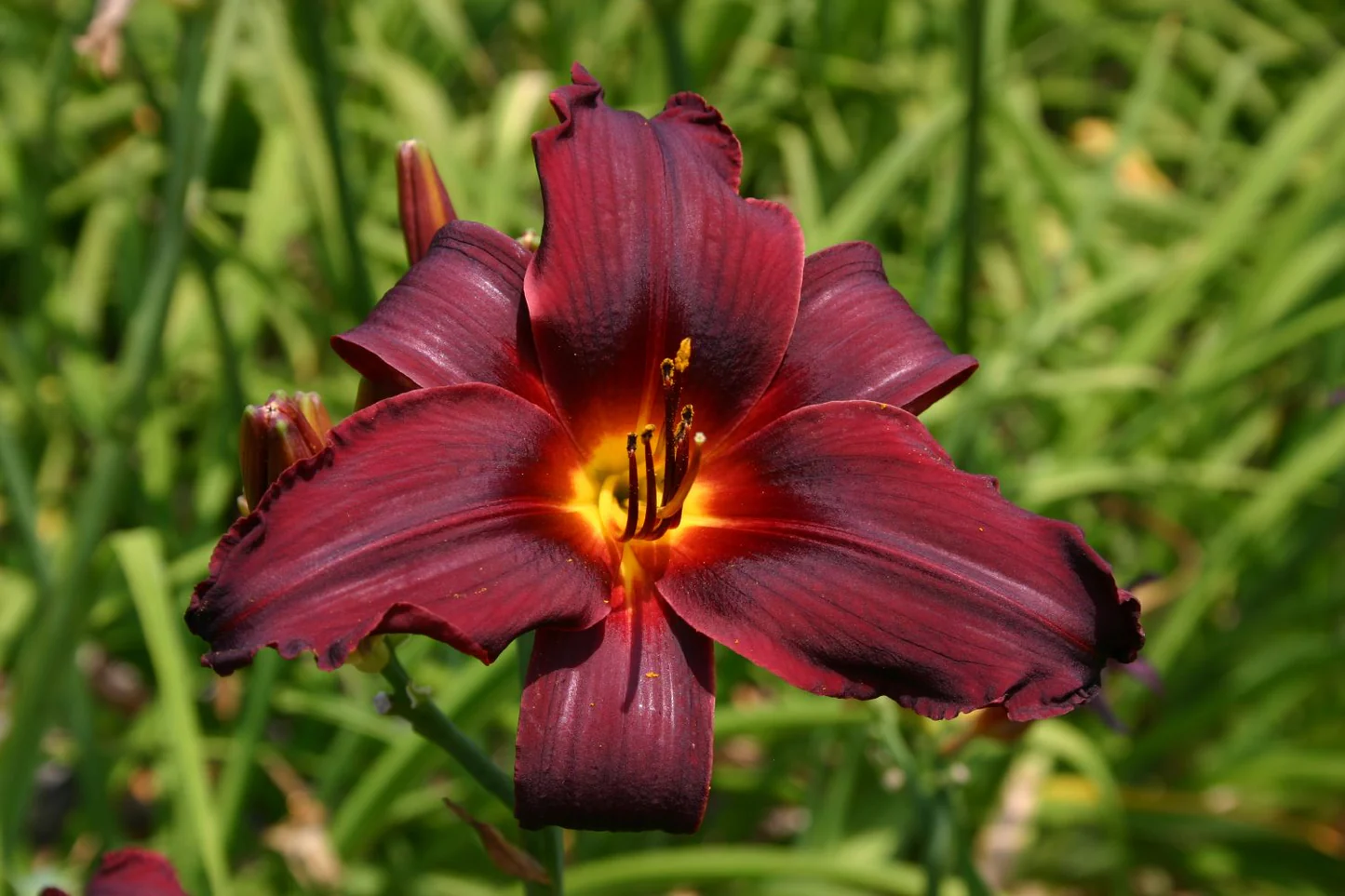 Denivka ´HAPPY APPLE´