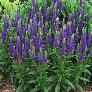 28421-1_veronica-spicata-nana-blauteppich-rozrazil-klasnaty