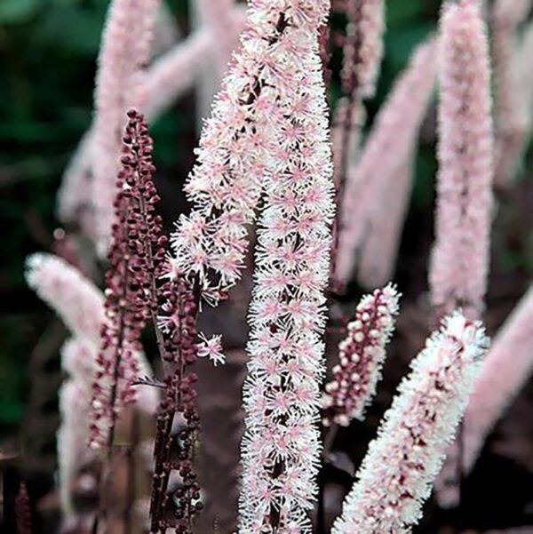 Ploštičník hroznatý ´PINK SPIKE´