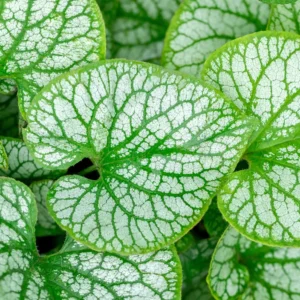 Pomněnkovec velkolistý ´JACK FROST´