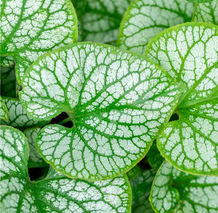 Pomněnkovec velkolistý ´JACK FROST´