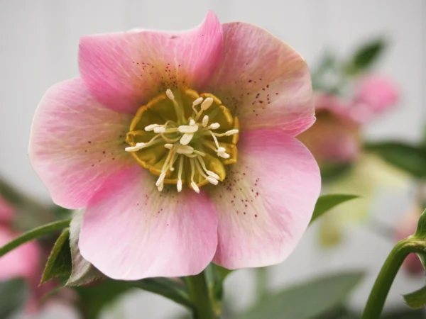 Čemeřice východní  ´PRETTY ELLEN PINK SPOTTED´