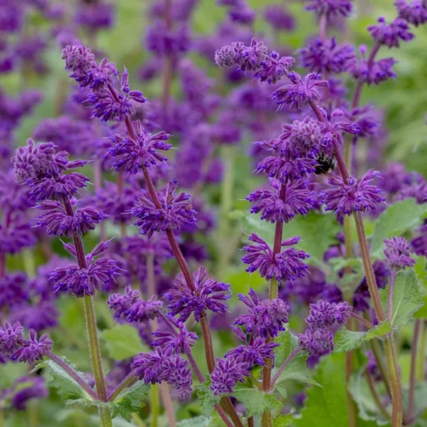 Šalvěj přeslenitá ´PURPLE RAIN´