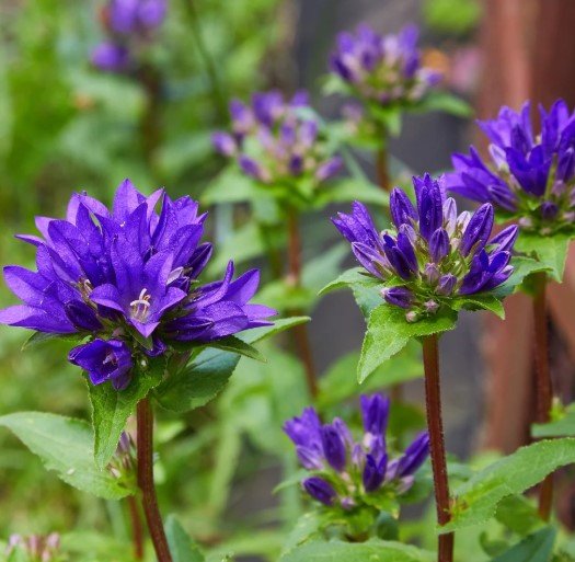 Zvonek klubkatý ´DAHURICA´