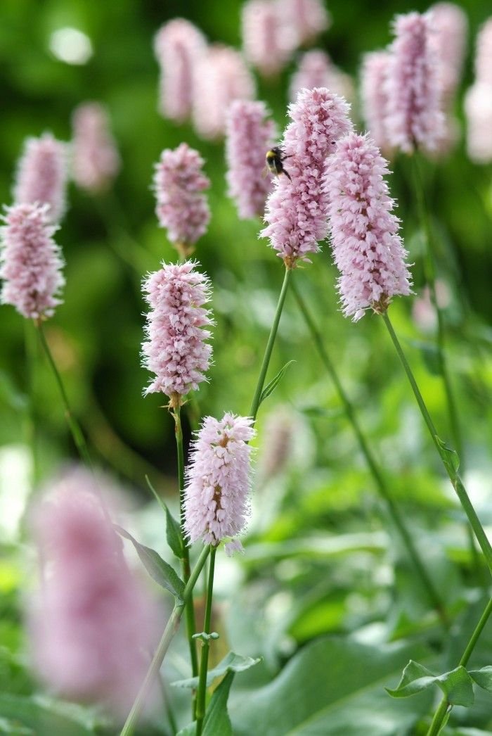 Rdesno hadí kořen ´SUPERBA´