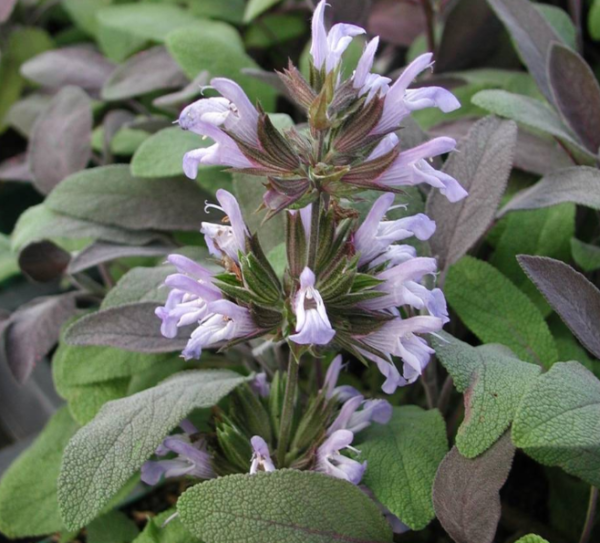 Šalvěj lékařská ´PURPURASCENS´