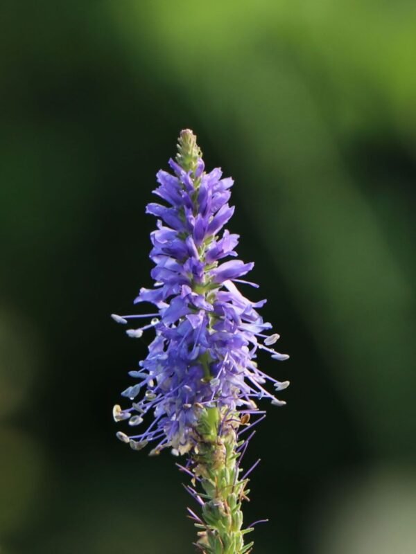 Rozrazil klasnatý ´BLAUTEPPICH´