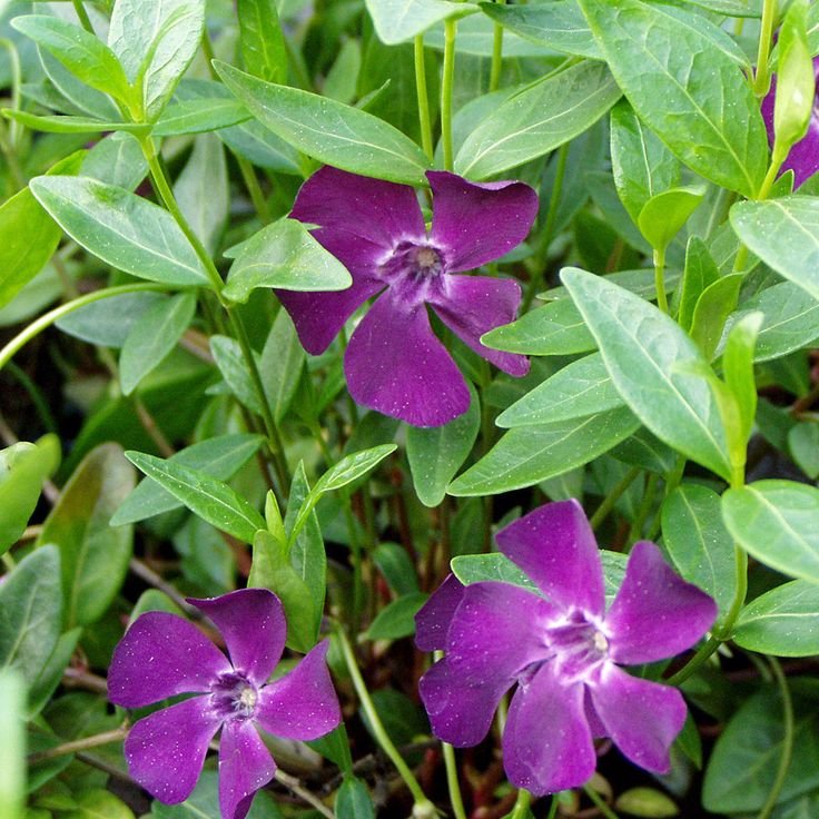 Barvínek menší ´RUBRA´