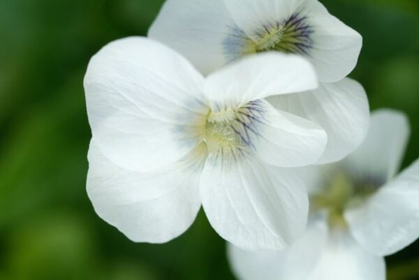 Fialka motýlkovitá ´ALBIFLORA´