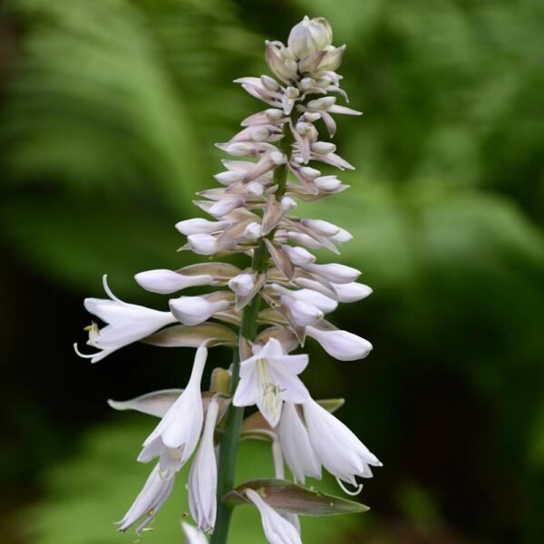 Bohyška ´ELEGANS´ - Image 2
