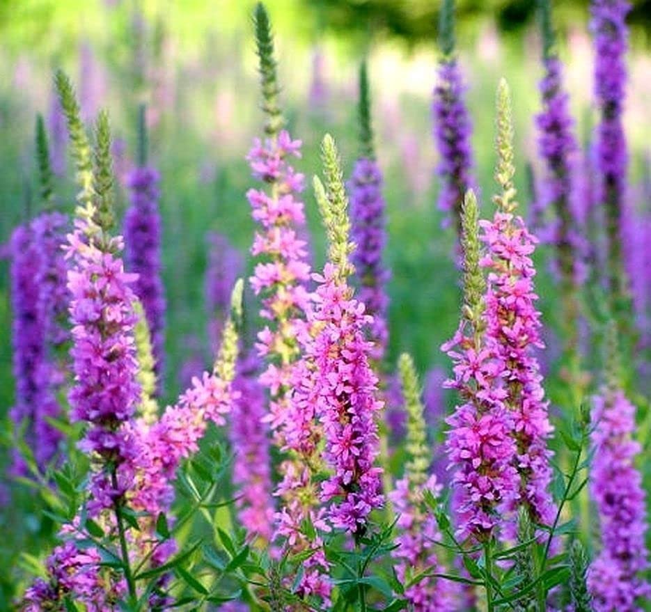 Kyprej vrbice ´HAPPY LIGHTS´