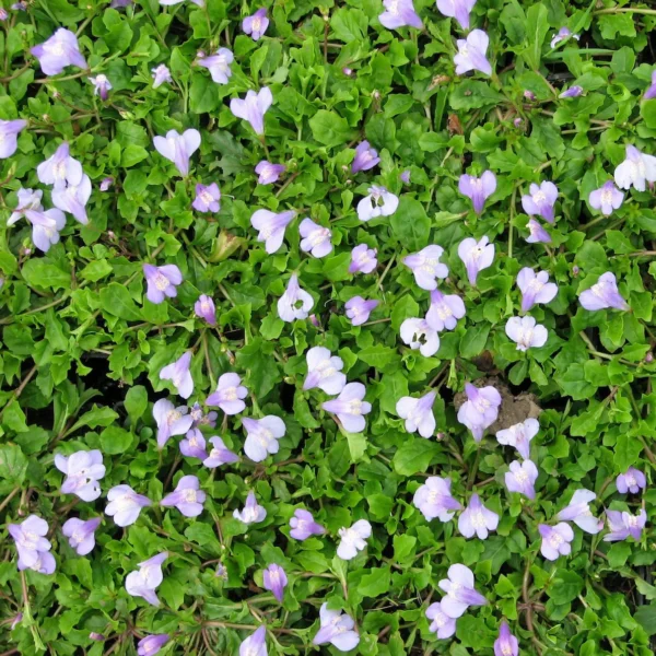 Mazus plazivý