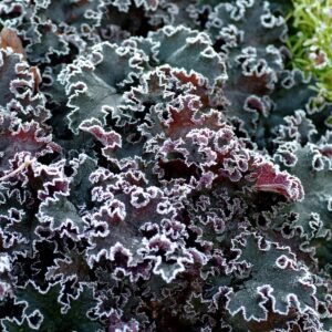 Heuchera-Purple-Petticoats-7