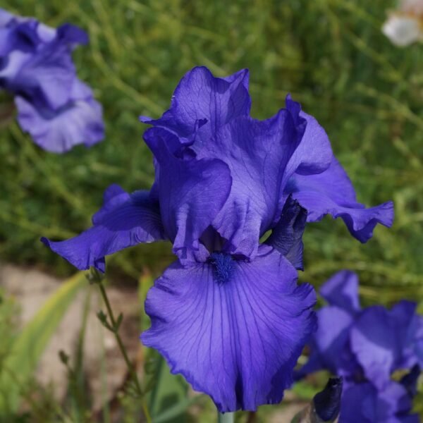 Kosatec ´BLUE LUSTER´