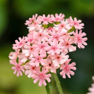 Kohoutek chalcedonský ´CARNEA´