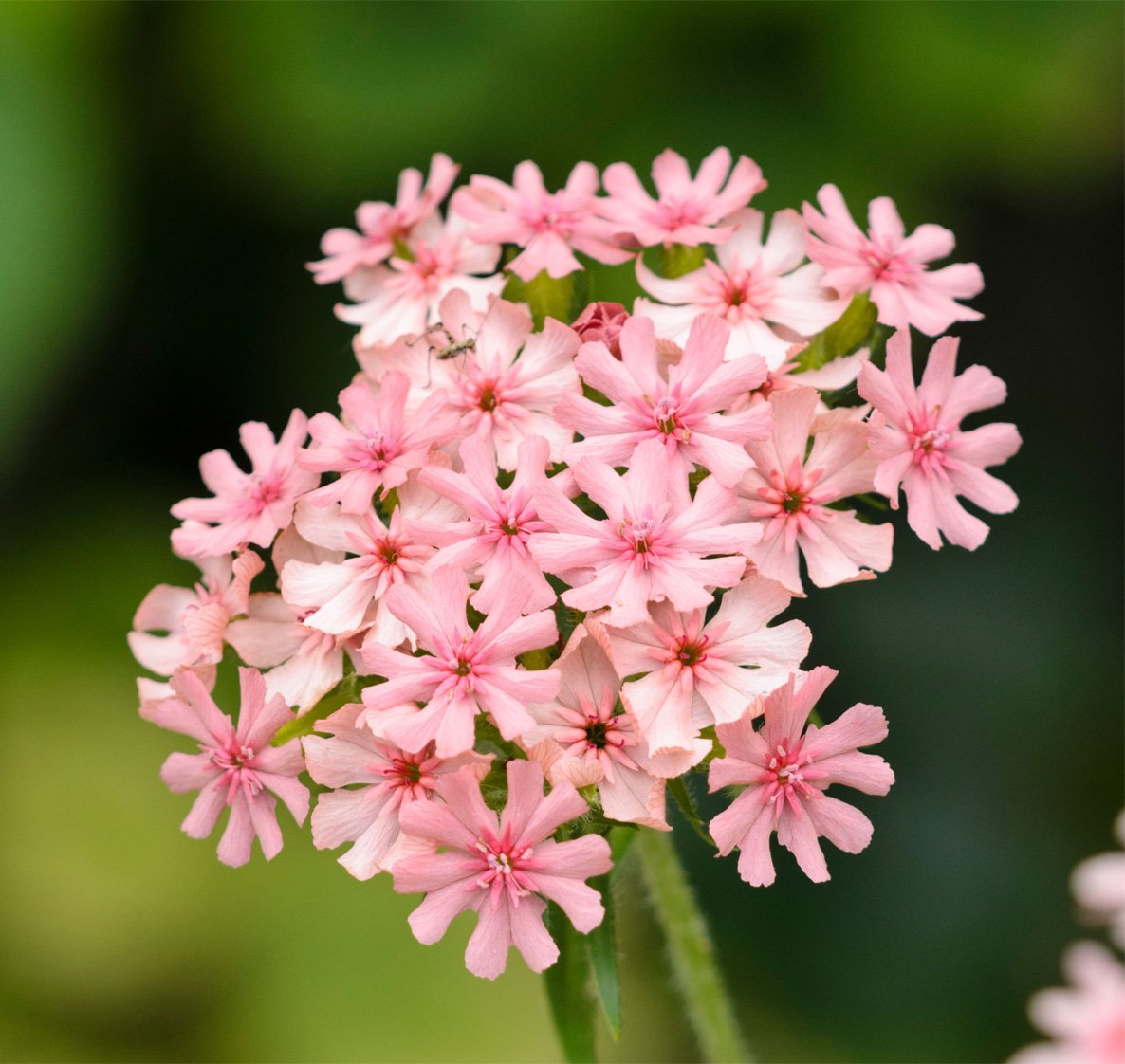 Kohoutek chalcedonský ´CARNEA´