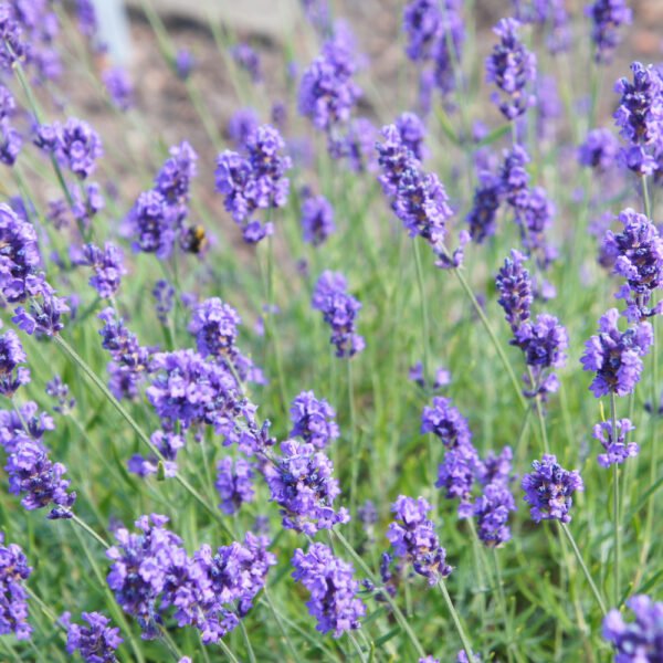 Levandule ´MELISSA LILAC´