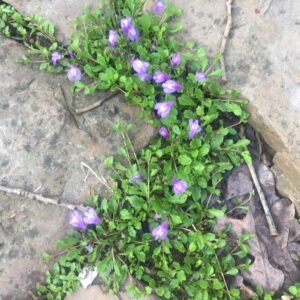 Mazus reptans 2020-04-01 gk