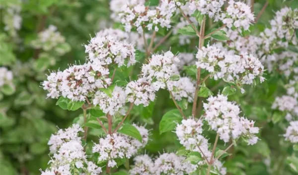 Oregano ´FALTERTREFF´