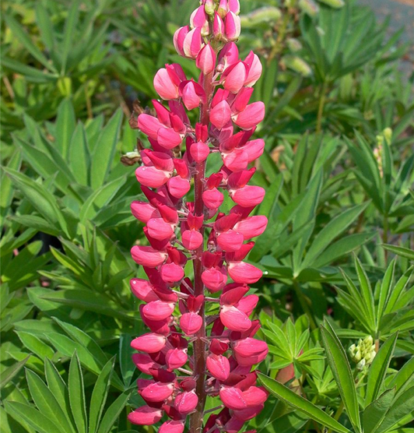 Lupina mnoholistá ´EDELKNABE´