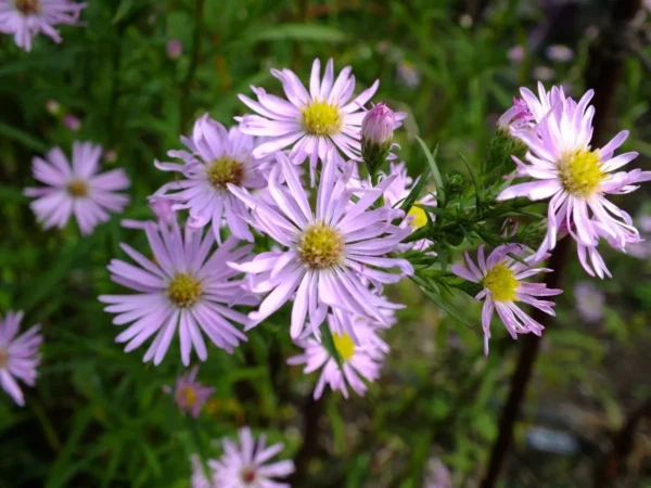 Hvězdnice vřesovcová ´PINK STAR´