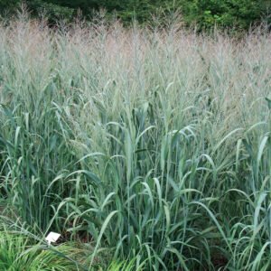 Panicum_Dallas_Blues__48759