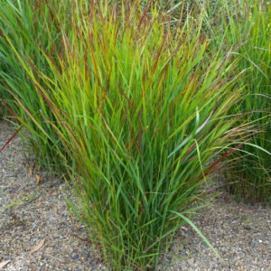 Panicum_virgatum_hanse_Herms_0014519__28770