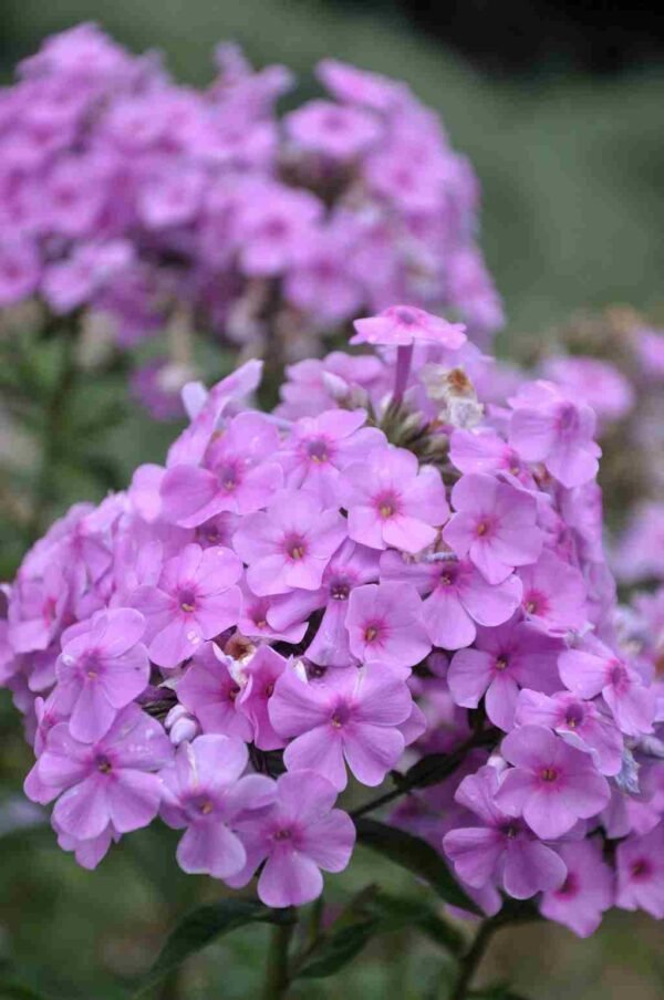 Plamenka latnatá ´Hesperis´