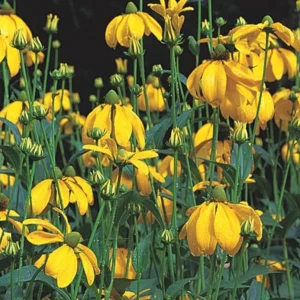 Rudbeckia-Juligold-24