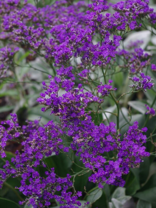 Statice širokolistá ´VIOLETTA´