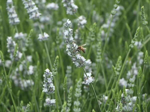 Levandule ´EDELWEISS´