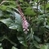 Rdesno objímavé ´ROSEA´