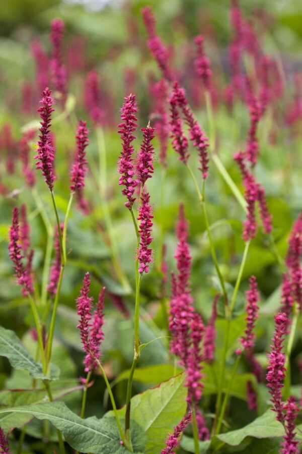 Rdesno objímavé ´SPECIOSA