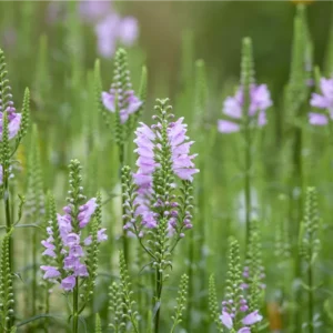 Physostegia-virginiana-Bouquet-Rose-1200×630-proportionalbiggest