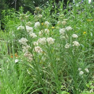 Asclepisa verticillata.jpg 2