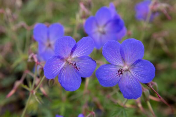 Kakost ´JOHNSON'S BLUE´
