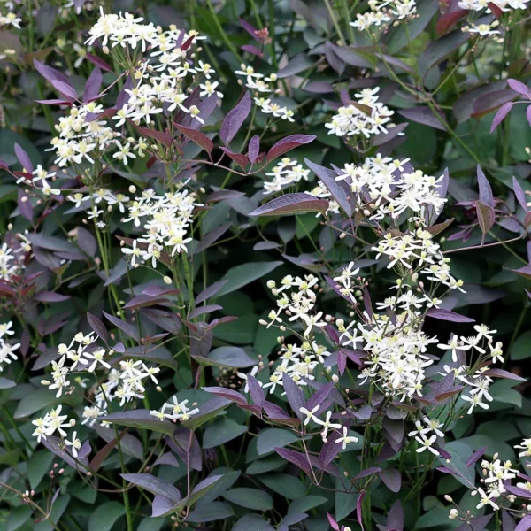 Plamének přímý ´PURPUREA´ - Image 2