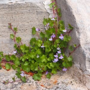 dulcimer-herb-1117554_1920