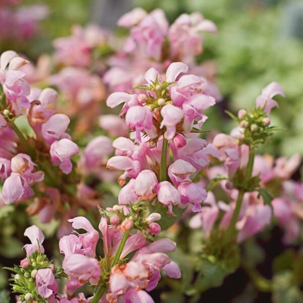 Hluchavka skvrnitá ´PINK PEWTER´