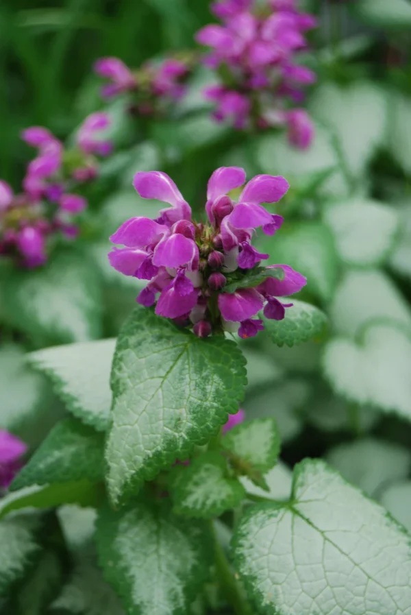Hluchavka skvrnitá ´PURPLE DRAGON´