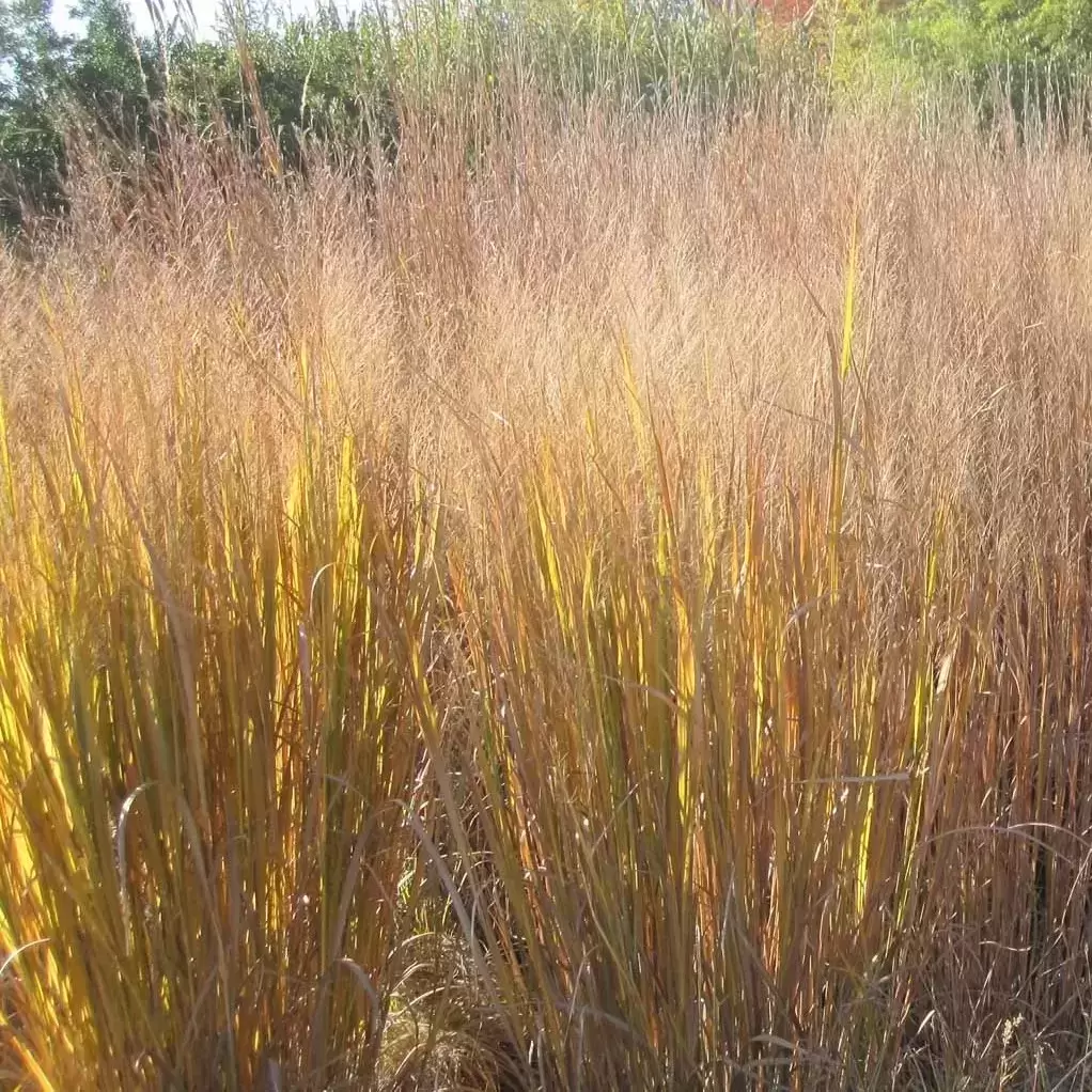 Proso prutnaté ´NORTHWIND´