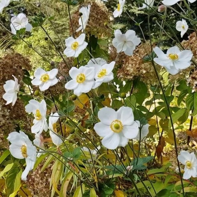 Sasanka ´ANDREA ATKINSON´ - Image 2