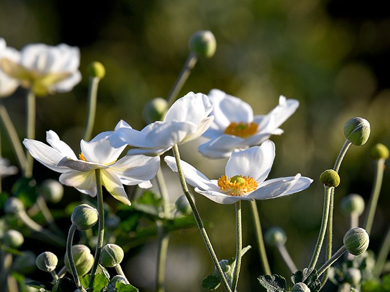 Sasanka ´ANDREA ATKINSON´