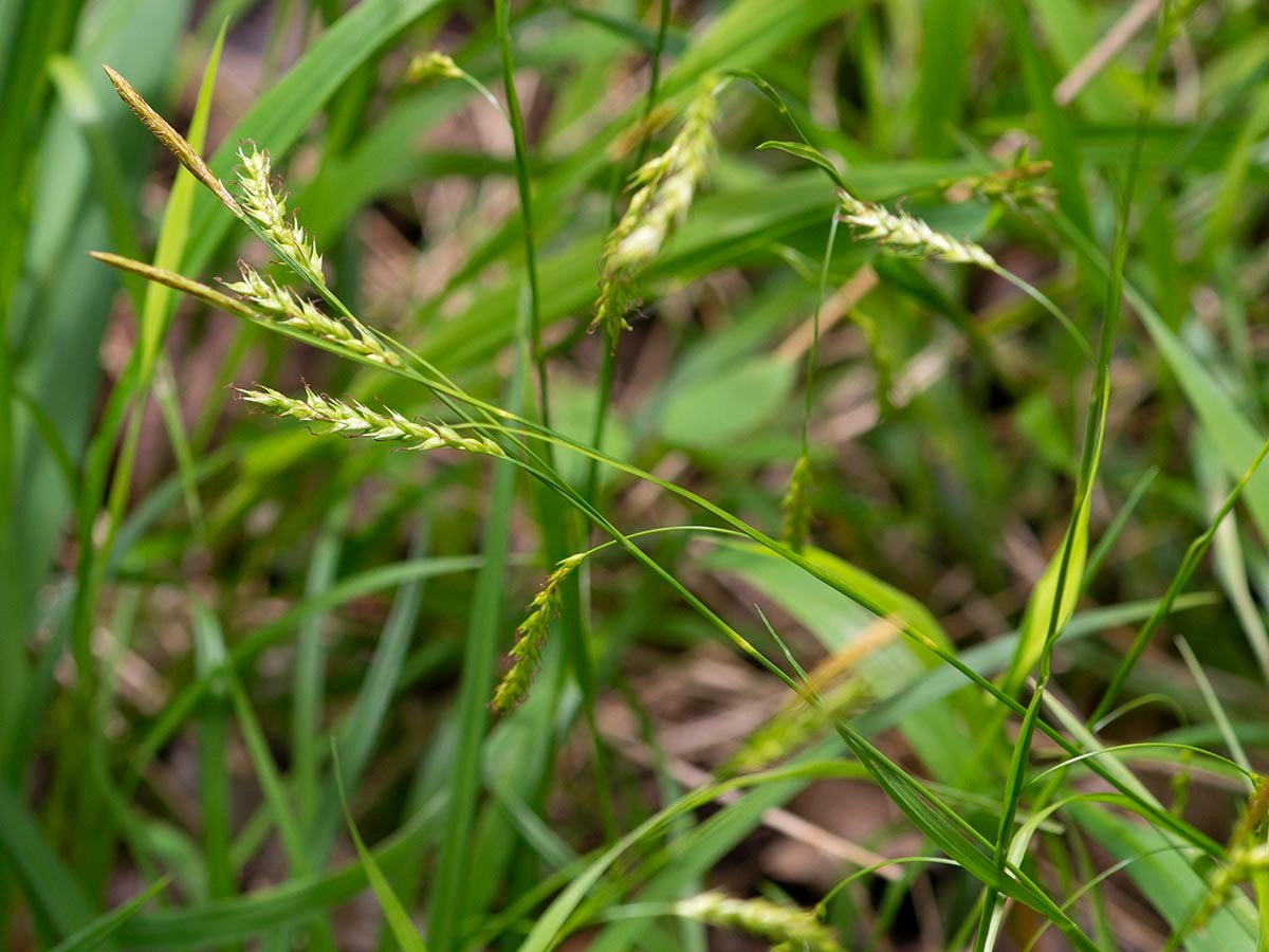 Ostřice lesní - Image 3